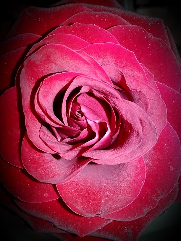 #Rose #RedRose #Flower