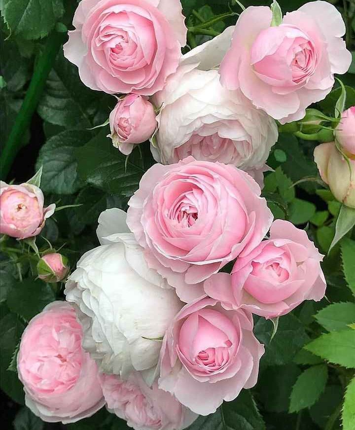 4 my friends