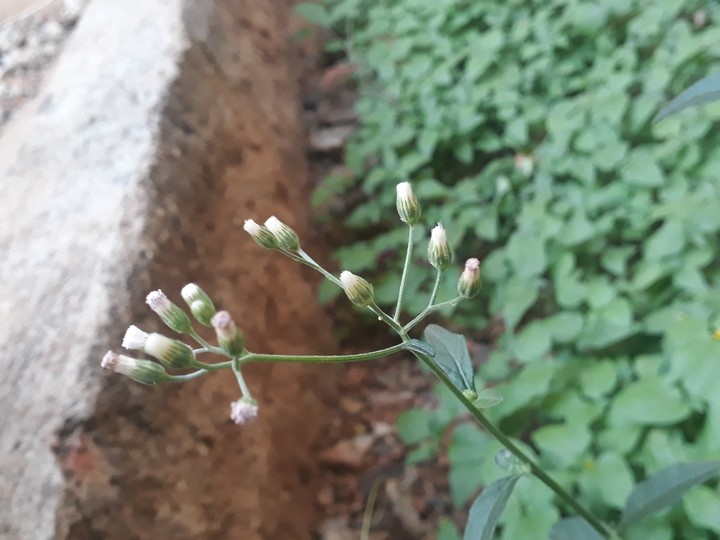 peace plant