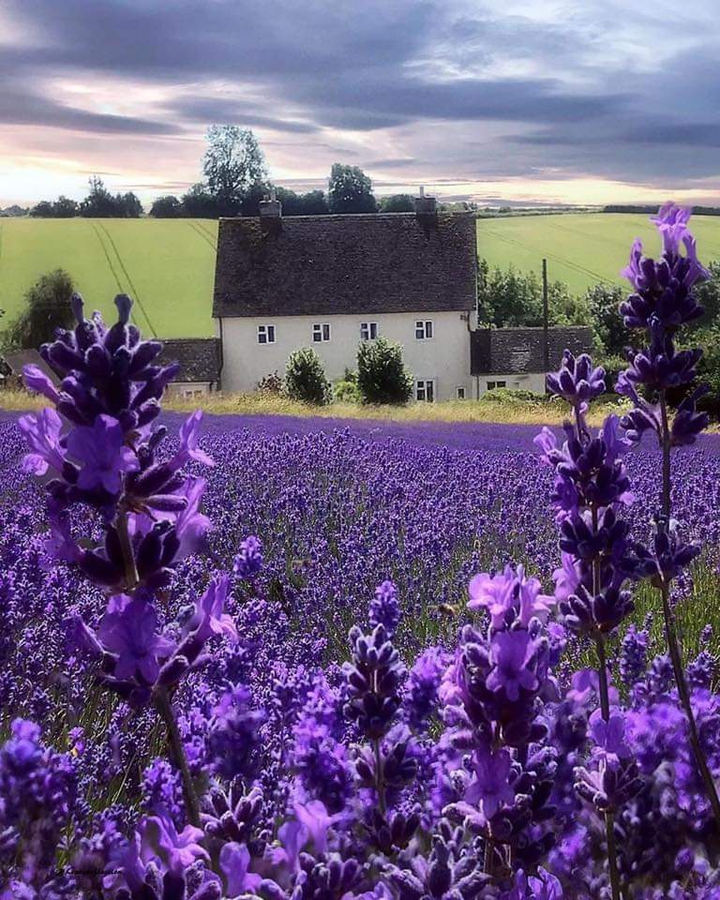 lavender