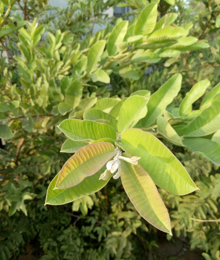Plants