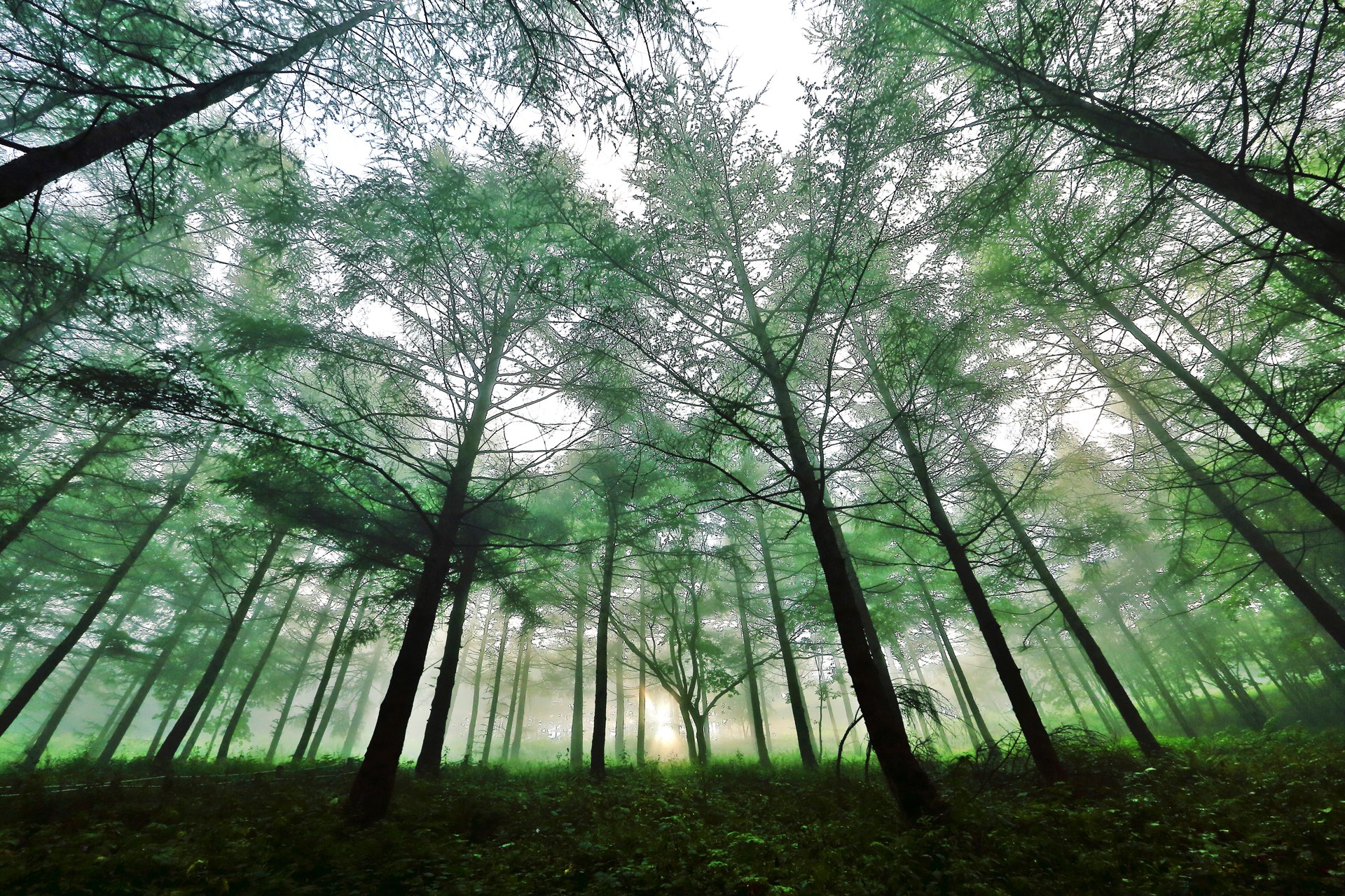 Mysterious forest