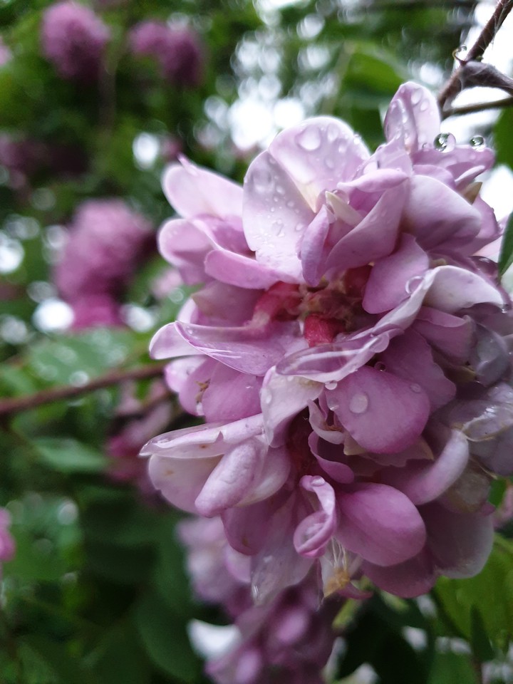 acacia