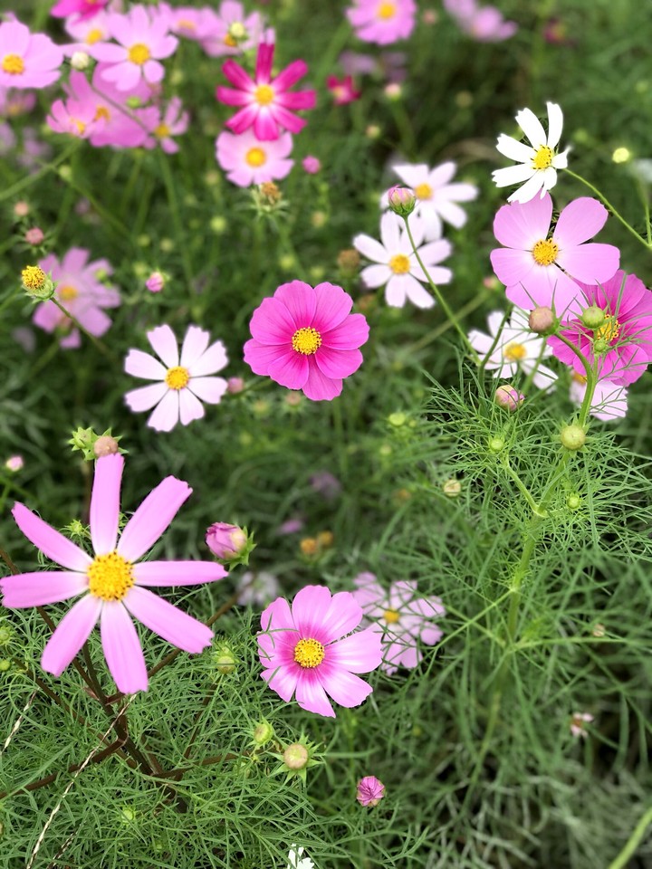 cosmos