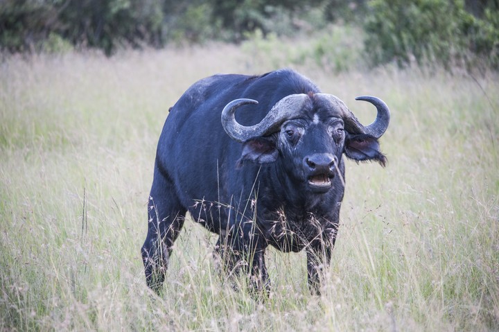 Animal