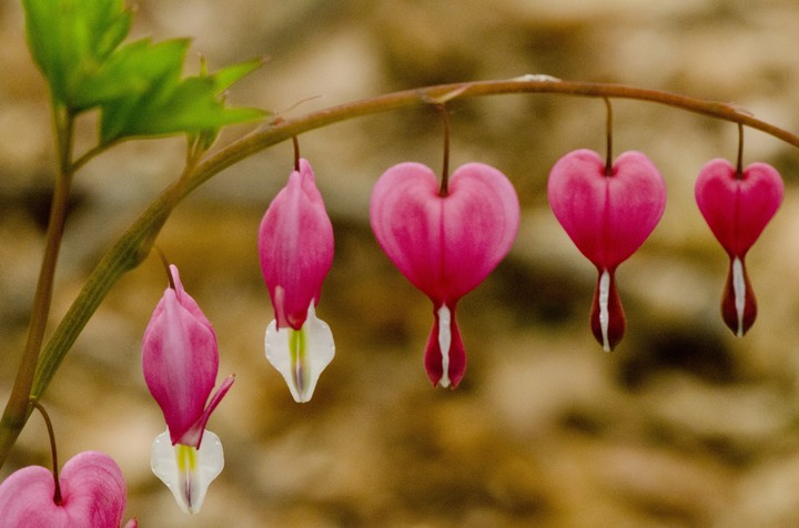 Bleeding Heart