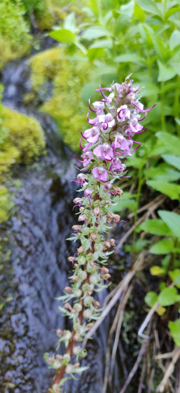 wild flowers