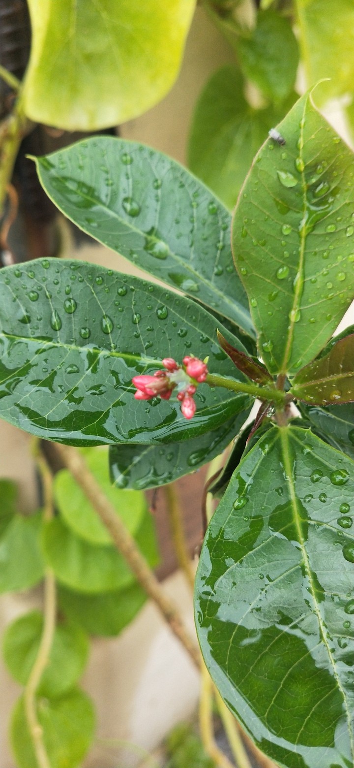 Rain effect