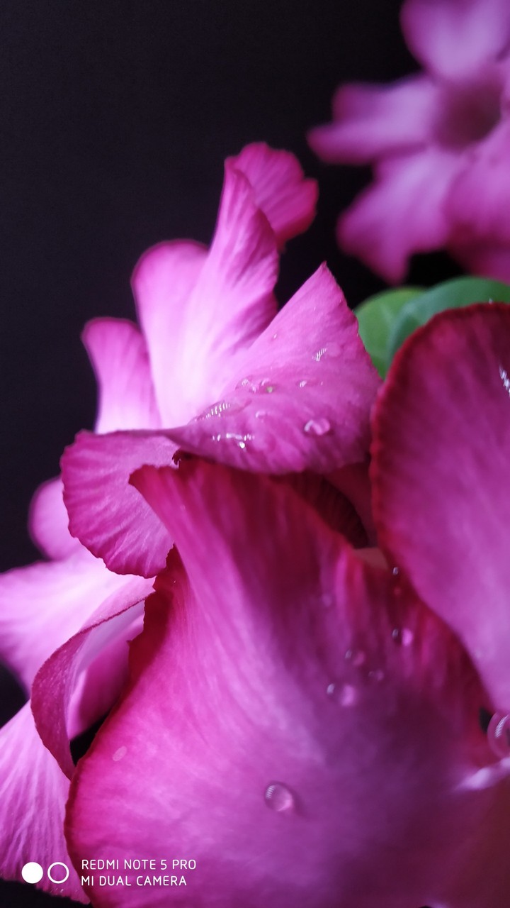 pink flower is beauty of dream