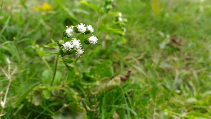 Grass Flower
