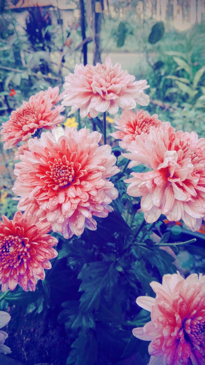fresh flowers makes mind happy just like that
