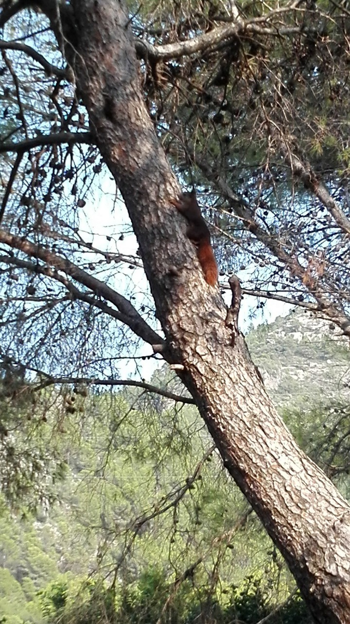 Sciuridae / Ardilla común
