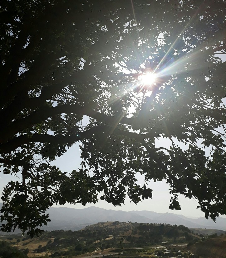 #tree #sun #nature