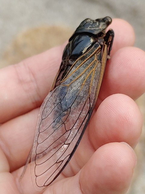 insect, invertebrate वॉलपेपर