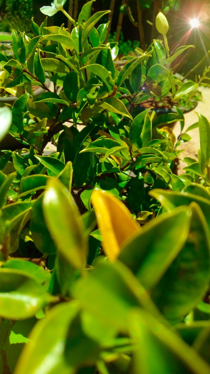 Leaves Life 