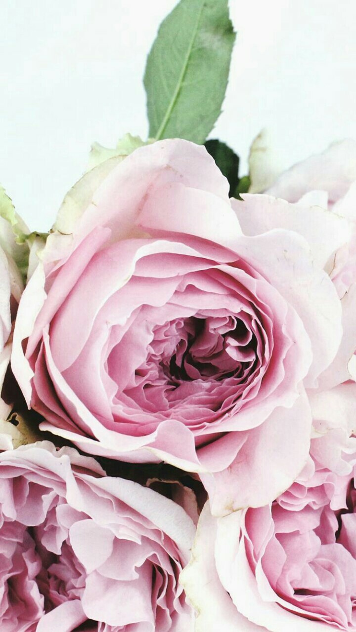 beauty