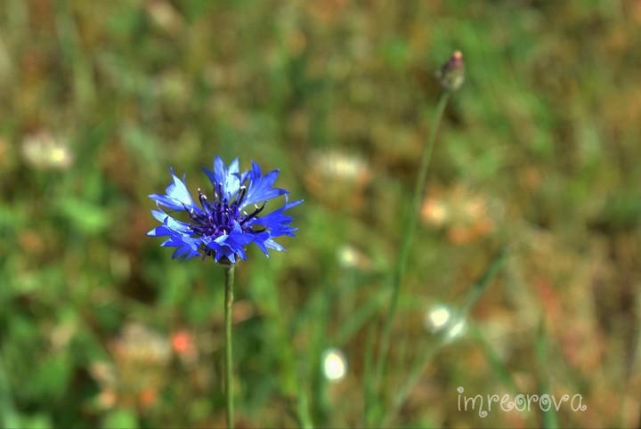 Blue flower