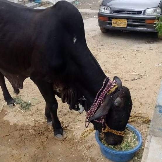 cow
