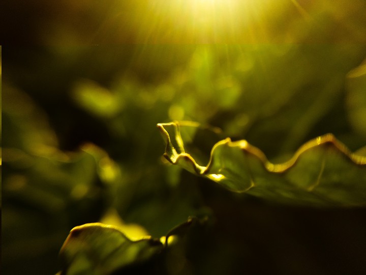 Sunshine for you ....