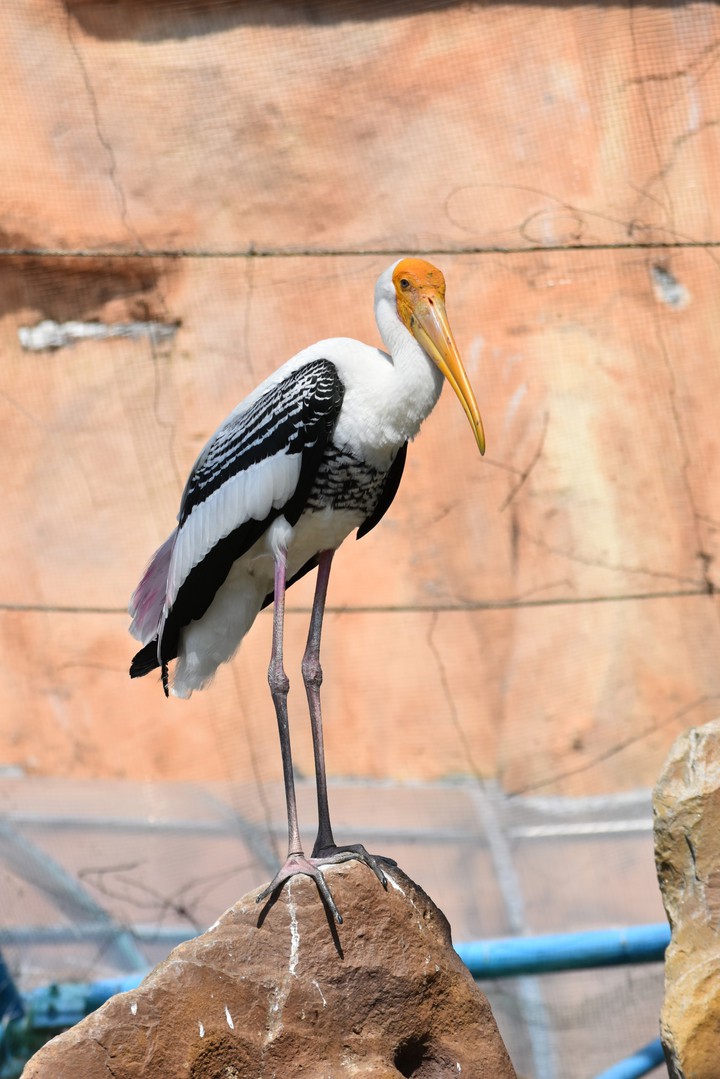bird