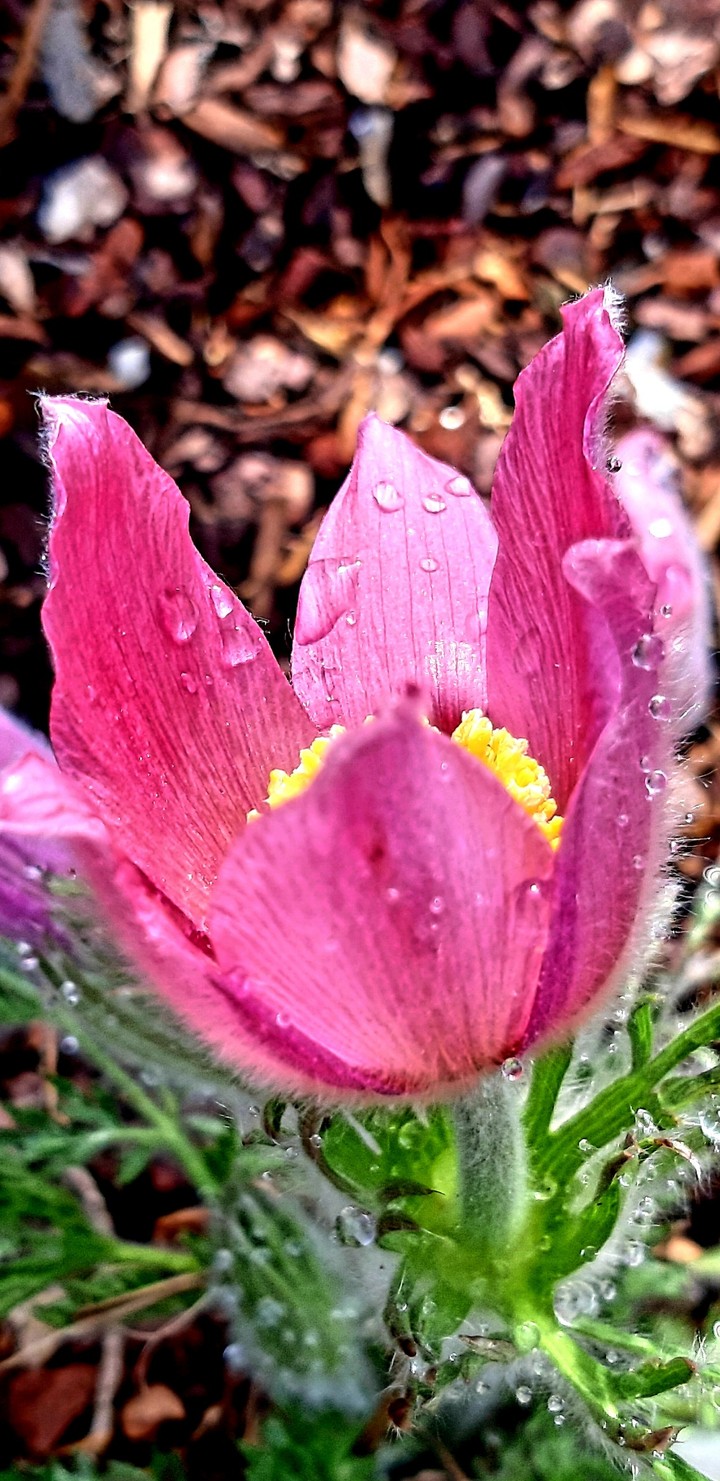 Küche schelle blüte☺☺☺☺