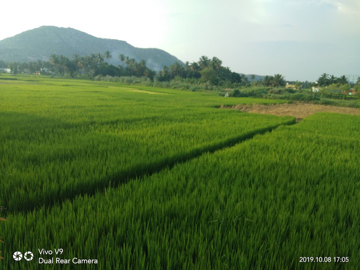 field