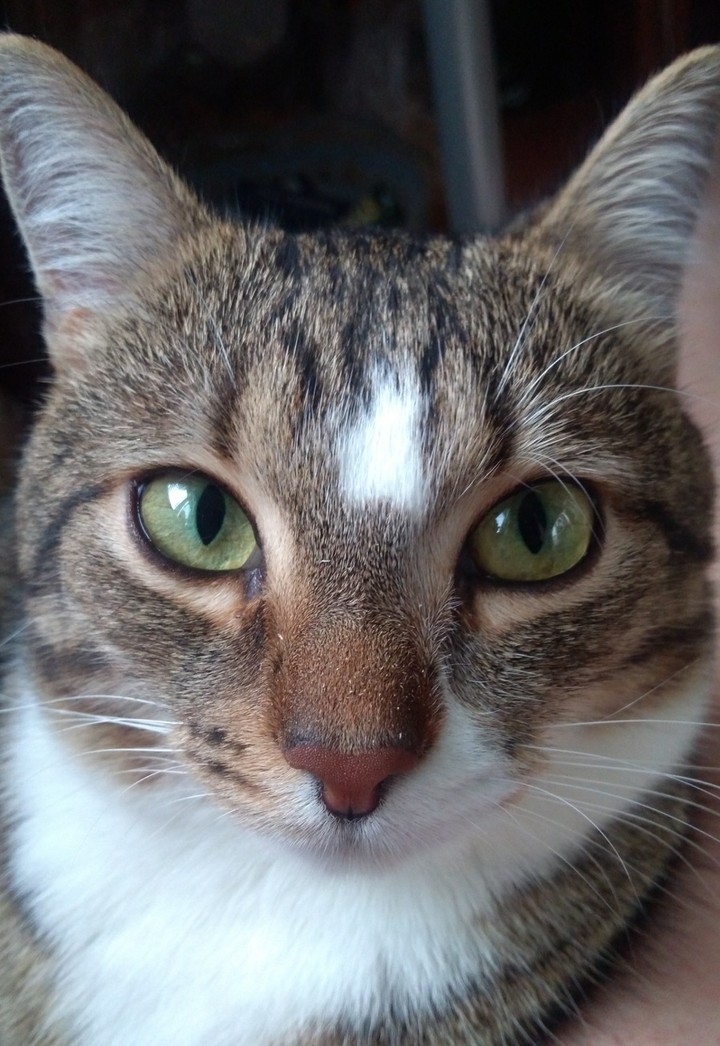 серьезный котяркин