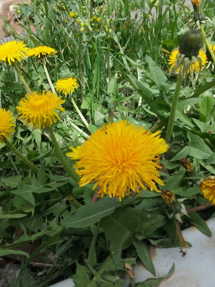 sarılım