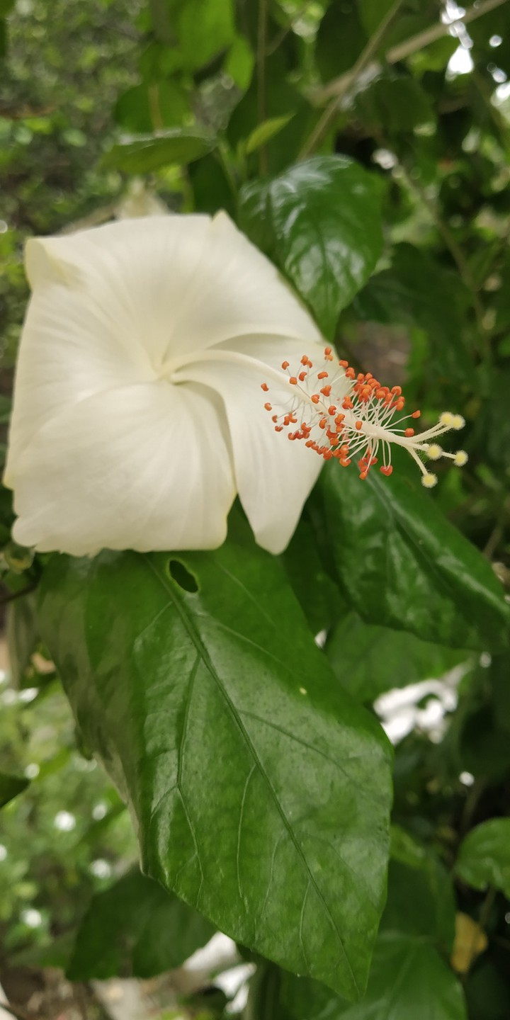 Glorious flower?