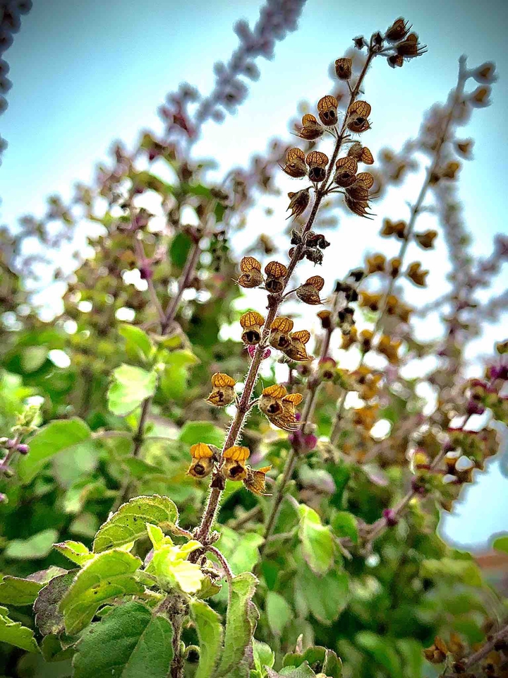 iPhone click