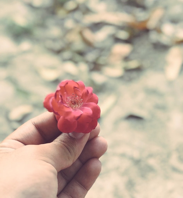 rose