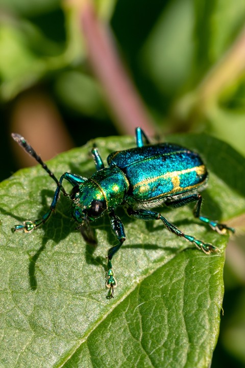 шпалери weevil, closeup