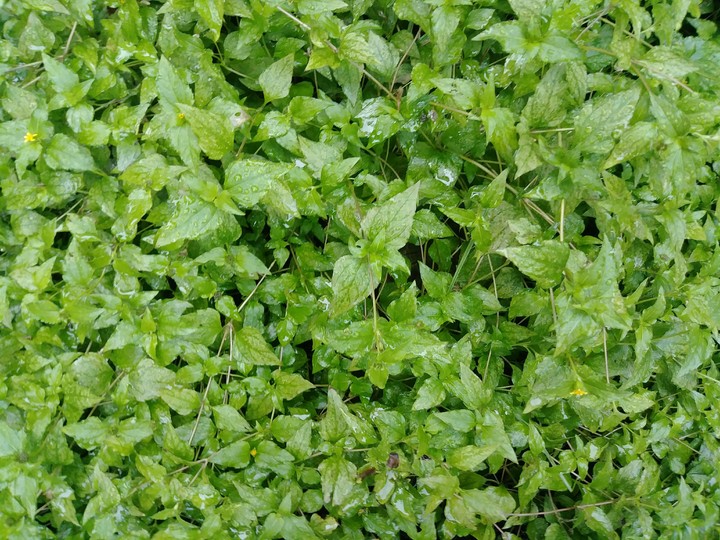 Backyard Ivy