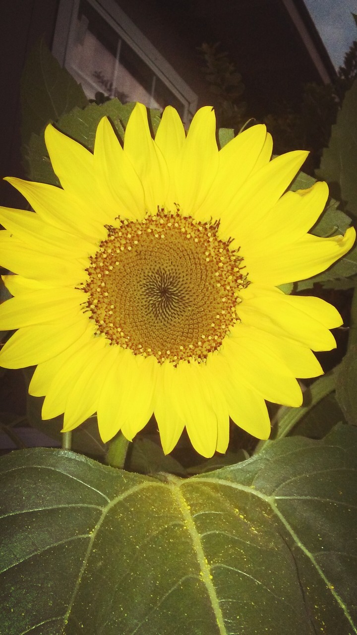 girasol
