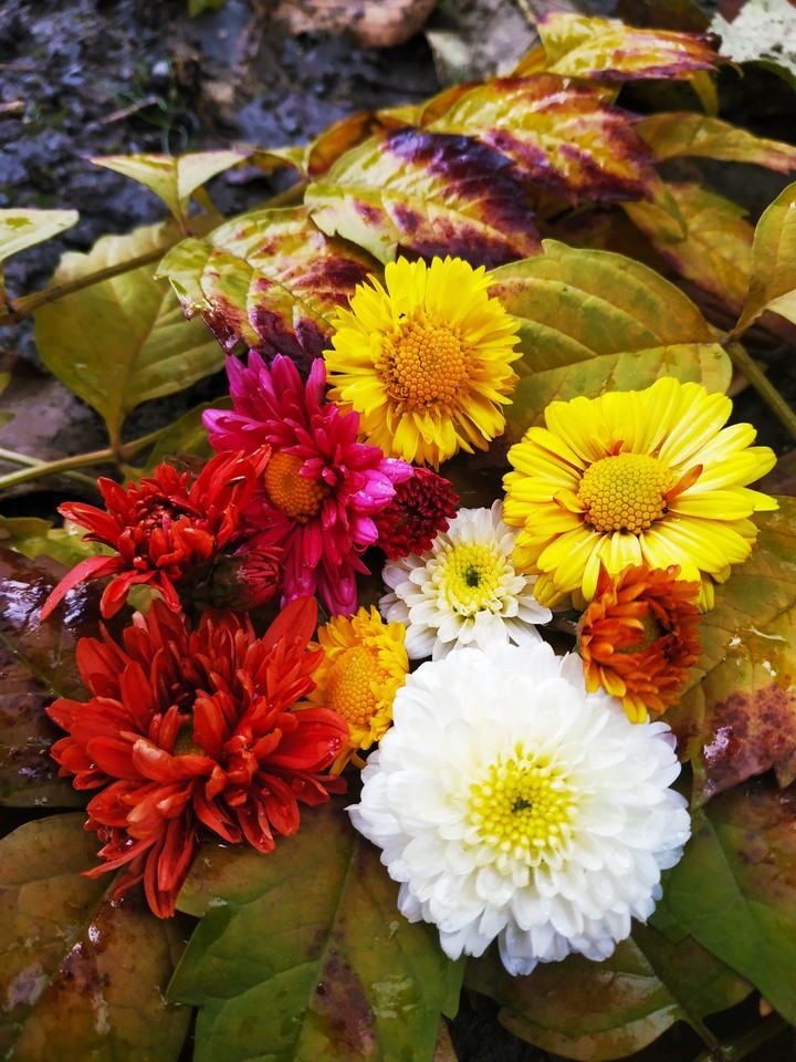 flowers