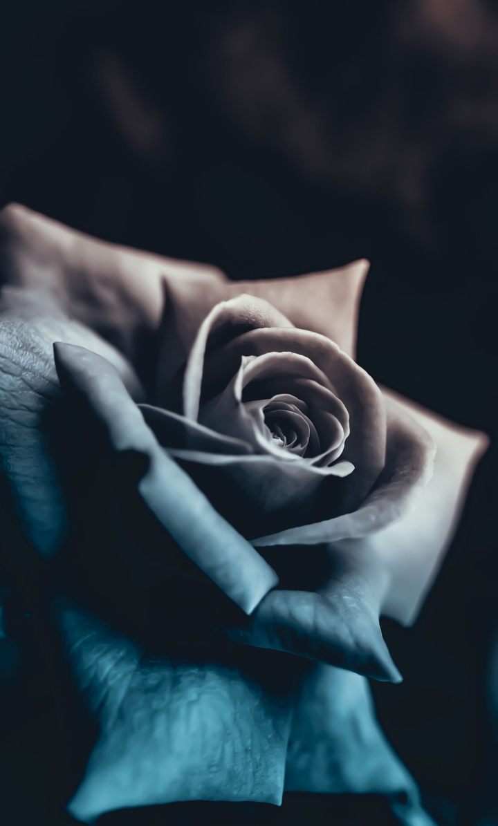 blue rose