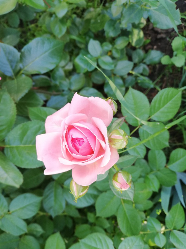 #rose