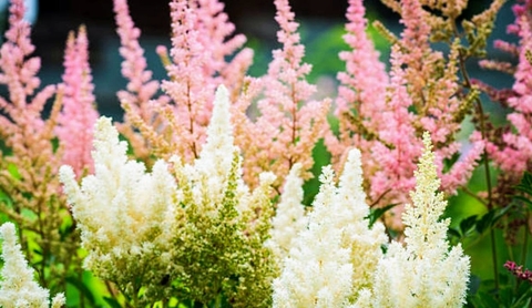 hình nền plant, shrub