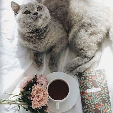 Good morning