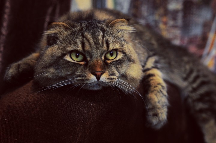 cat ?