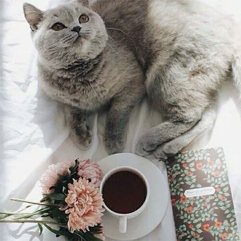 Good morning