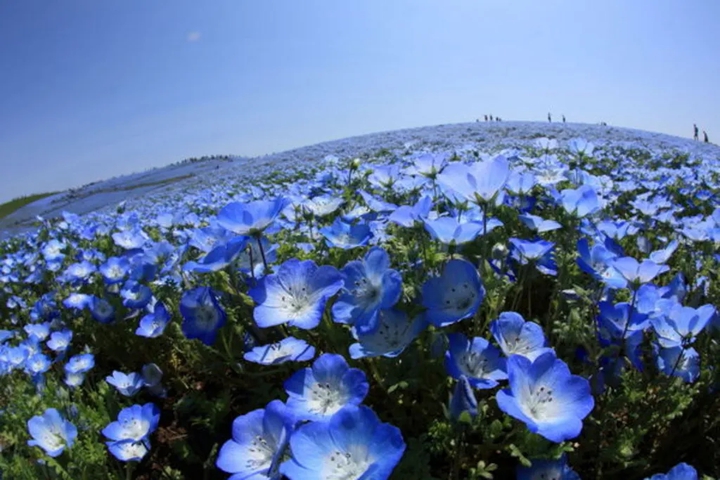hills of blue nemophila