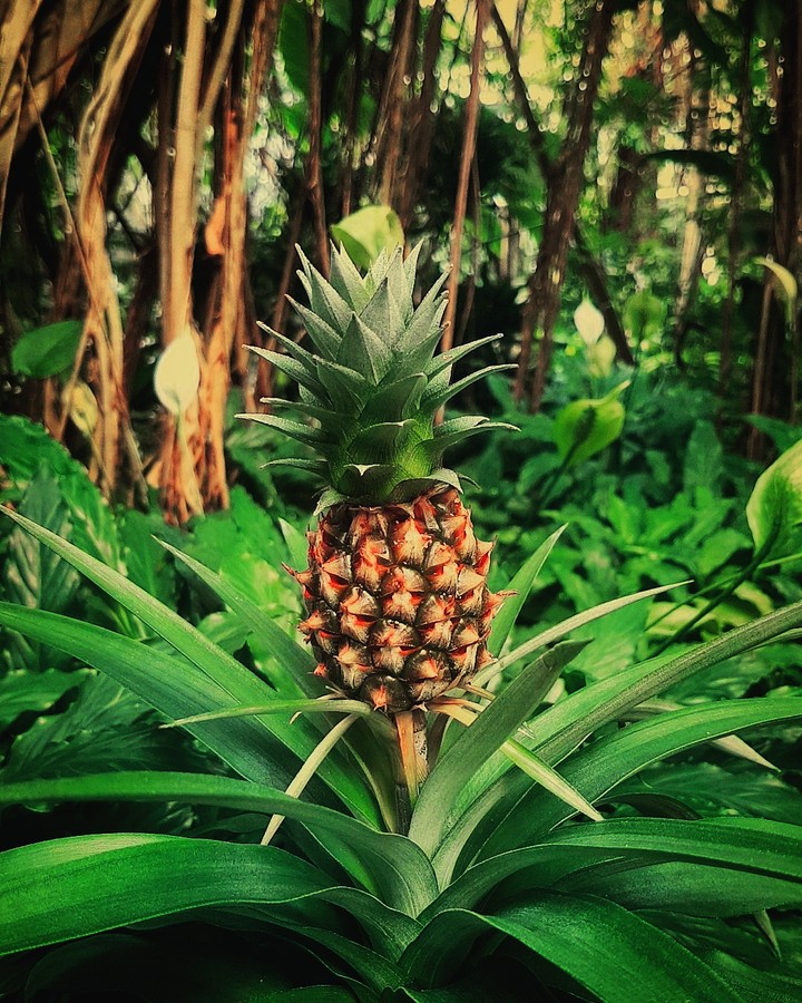 Ananas