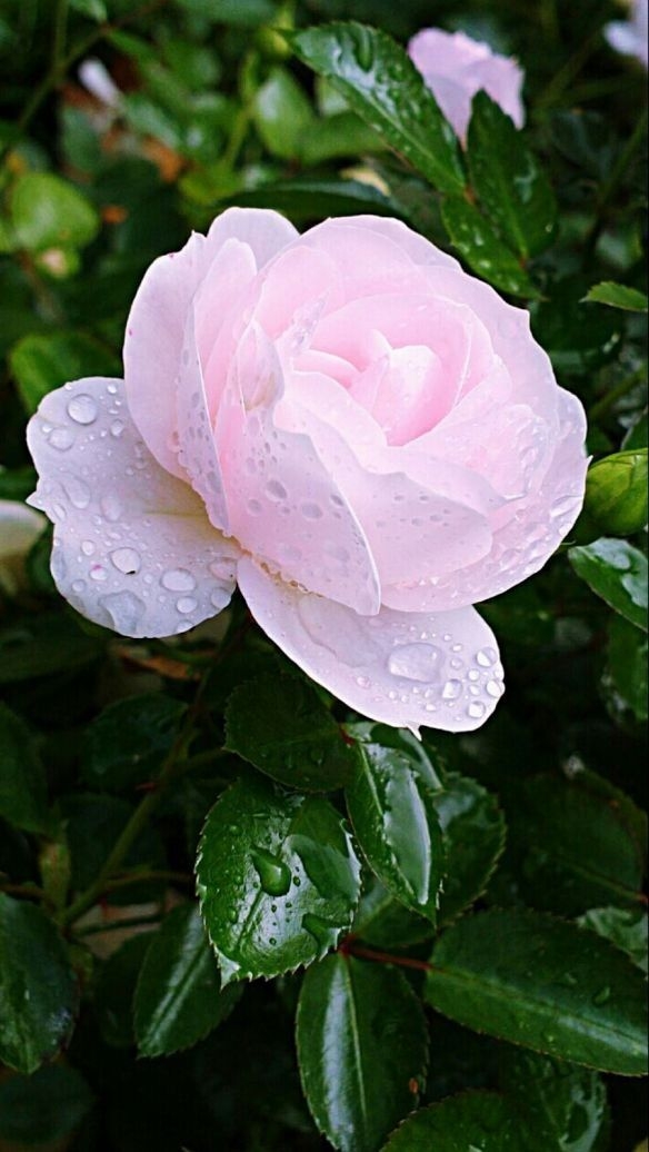 blooming rose