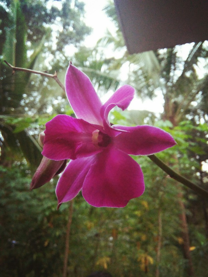 Blossom
