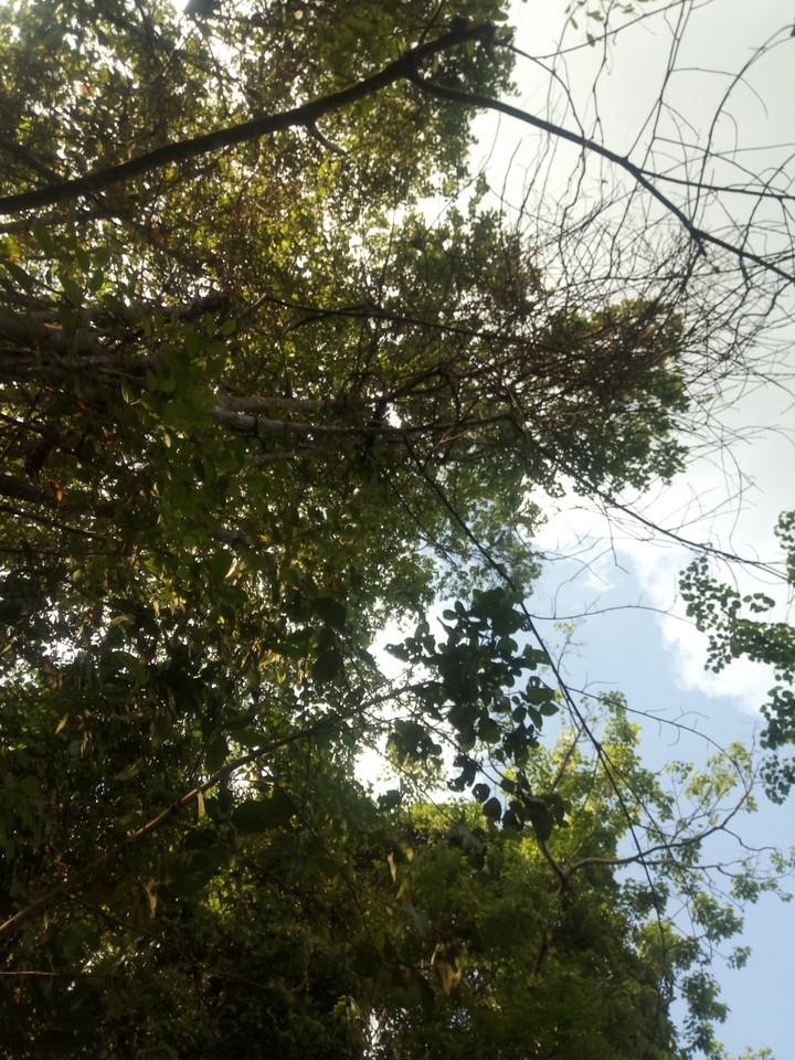 nature