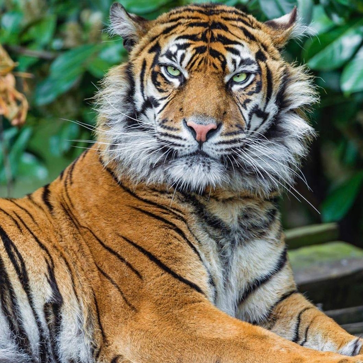 tiger