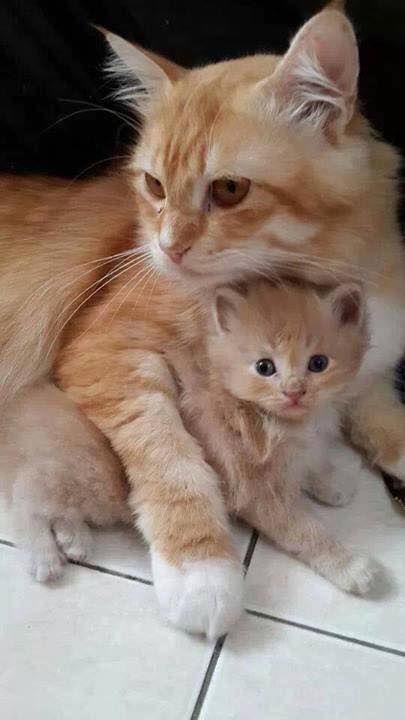 This is love wondefull cats.