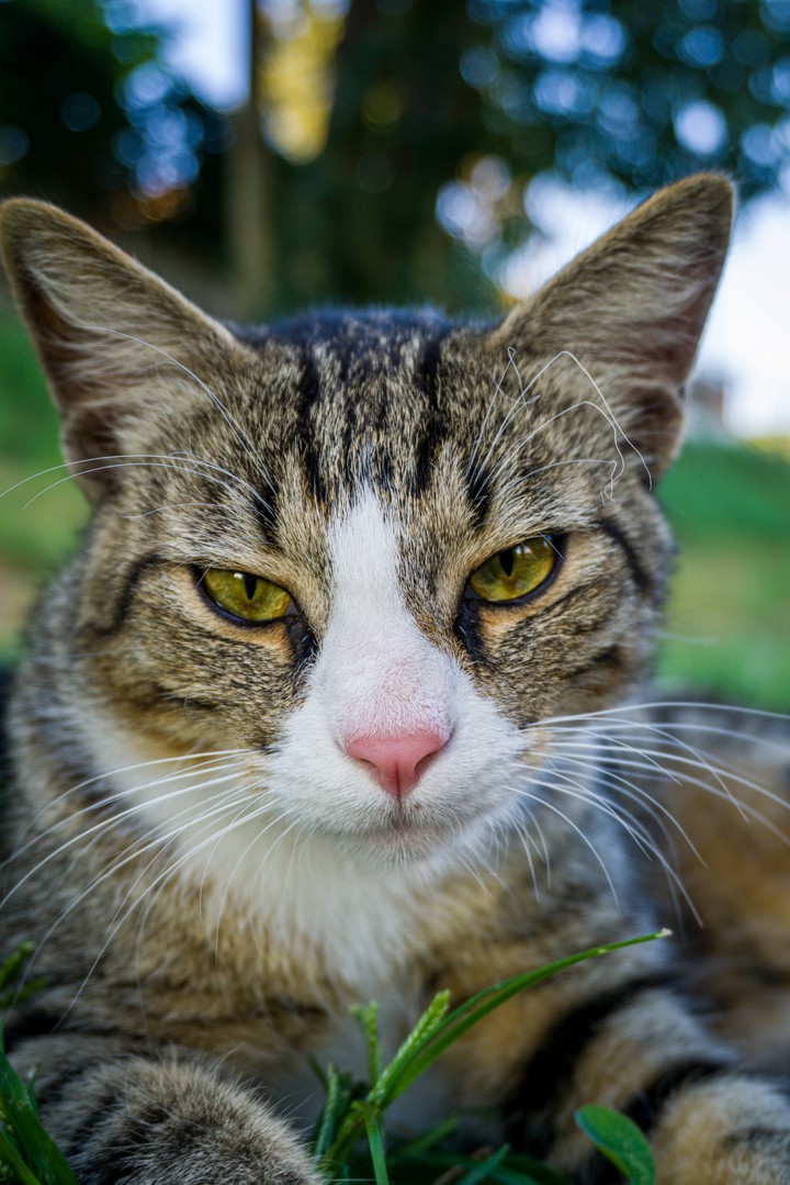 cat