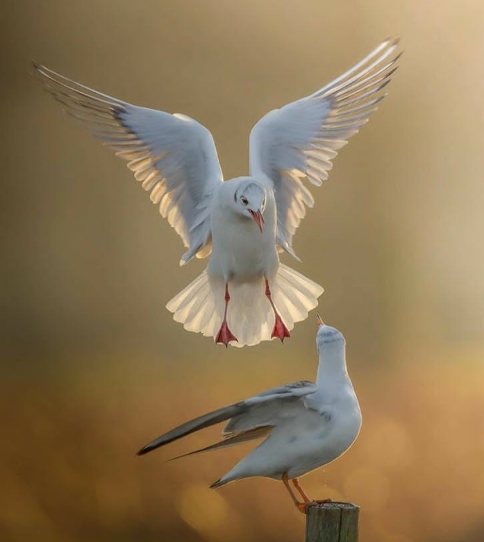 Birds